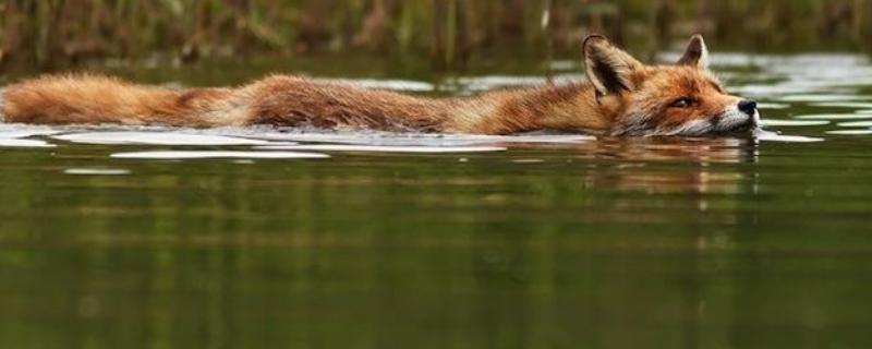 狐狸会游泳吗